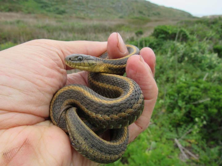 Aquatic Intergrade Garter Snake